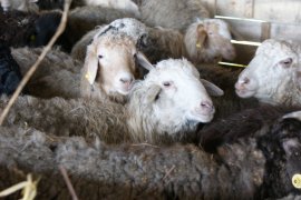 В Осинниках открылось овцеводческое предприятие «Овцеводство Сибири»