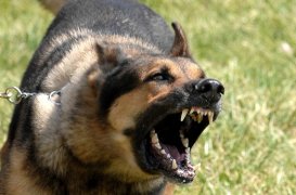 По требованию прокурора ребенку взыскана компенсация морального вреда, причиненного укусом собаки
