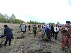 В поселке Тайжина состоялась акция "День посадки леса"
