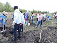 В поселке Тайжина состоялась акция "День посадки леса"
