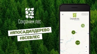 СОХРАНИМ ЛЕС! СОХРАНИМ ЛЕС!