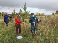 ДЕРЕВЬЯ САЖАЕМ - ЛЕС СОХРАНЯЕМ 