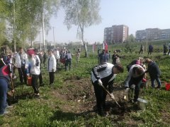 Посадки деревьев продолжаются