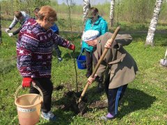 Посадки деревьев продолжаются