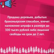 Поход за ёлкой в лес&#127794;