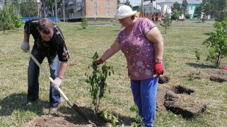 Посадка деревьев в поселке Тайжина